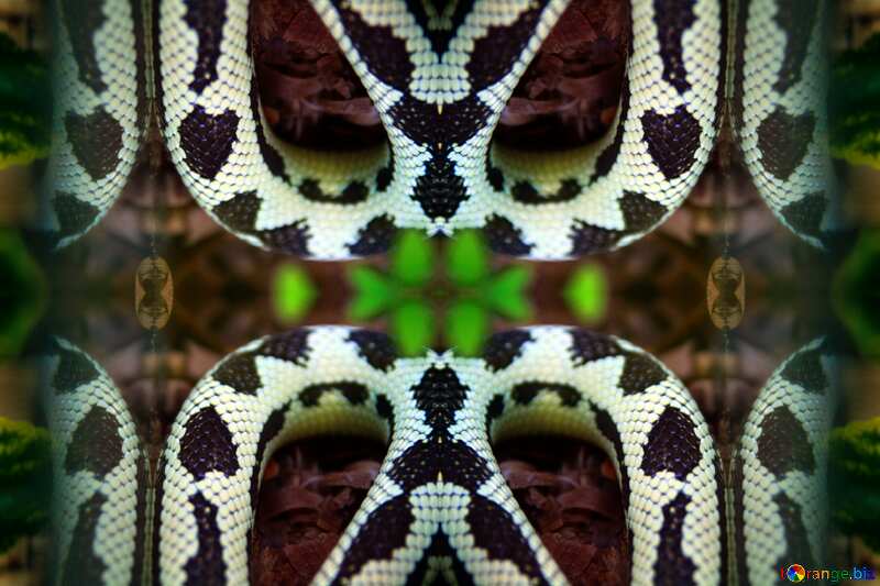 Black and  white  Snake    pattern №10247
